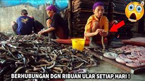 Jun 17, 2021 · kampung adat ciptagelar berduka, mak alit istri abah ugi meninggal dunia iya betul istri abah ugi meninggal tadi sekitar pukul 19.30 wib di kediamannya, kata camat camat cisolok, kabupaten sukabumi, kurnia lismana. Berdampingan Jutaan Ular Tiap Hari Lihatlah 6 Kampung Ular Terbesar Yang Ada Di Dunia Youtube