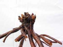 CORA LOUISE' Itoh Peony (Paeonia x intersectional 'cora louise')