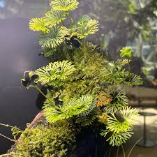 Image result for Elaphoglossum spathulatum