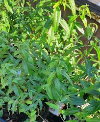 Image result for Aloysia