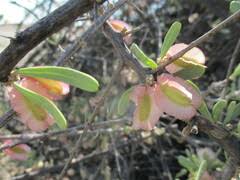 Image result for Phaeoptilum spinosum