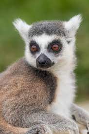 Ring Tailed Lemur Lemur Pet Birds Animals Beautiful