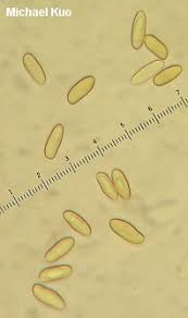 Image result for Xanthoconium sp.