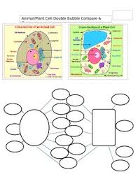 We did not find results for: Compare Contrast Plant And Animal Cell Worksheets Teaching Resources Tpt