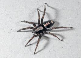 Check spelling or type a new query. House Spiders Of Ohio Seen These Lately Cleveland Com
