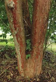 Image result for Margaritaria