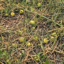 Image result for Cucumis myriocarpus