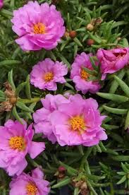 Pin On Gardening Galore