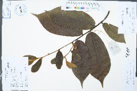 Image result for Uvaria angolensis