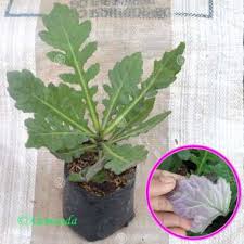 Salah satu pakar digital marketing papan atas indonesia dewa eka prayoga menuturkan kisahnya saat bangkit dari kebangkrutan. Jual Daun Dewa Terbaru Harga Murah Blibli Com