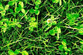 Well you're in luck, because here they come. What Are Those Weeds In My Lawn Crewcut Lawn Garden