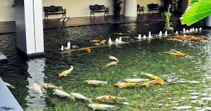 Hal ini cukup penting karena kualitas air. Kini Kolam Ikan Tak Perlu Dibersihkan Lagi Gunakan Saja Eco Sand System Artikel Pertanian Terbaru Berita Pertanian Terbaru