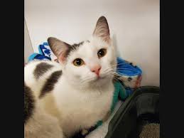 They cost time and money and will require medical attention when ill or injured. Phoenixville Pets Phoenixville Pa Patch