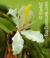 Image result for Baikiaea