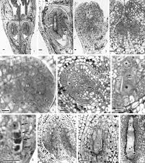 Image result for Otiophora lebruniana
