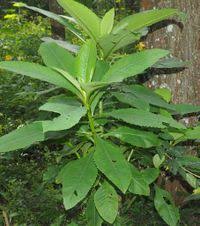 Image result for Solanecio mannii