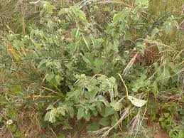 Image result for Abutilon austro-africanum