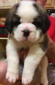 Saint Bernard Puppies For Sale St Bernard Puppy Cute Dogs Images Puppies