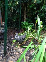 oreo the barred rock hen garden oreo