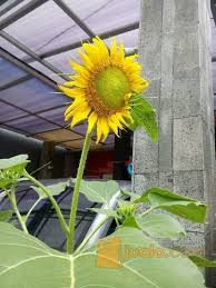 Namun, kini taman bunga matahari tersebut menjadi destinasi wisata yang banyak diminati. Bibit Bunga Matahari Jakarta Timur Jualo