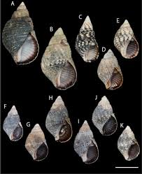 Image result for Malaxis schliebenii