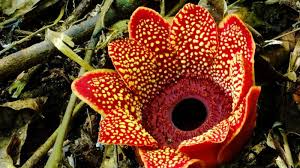 Parasitic Plant Definition Species Characteristics Examples Facts Britannica