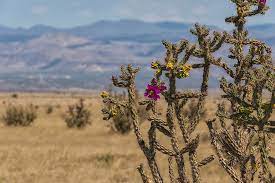 It's a cactus from the genus cylindropuntia or cholla cactus. Cholla Cactus And Jemez Mountains 2 Santa Fe New Mexico Photograph By Brian Harig