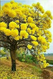 Naturbilder Schone Naturbilder Natur Baum Www Der Sinn Des Lebens Sei Gluecklich De Naturbilder Natur Baum Fotografie