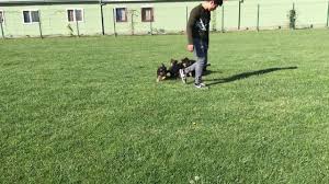 Riva Kennel Kopek Oteli Kopek Egitimi Alman Kurdu Ciftligi Ana Sayfa