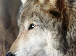 We did not find results for: Wolves What Colors Can Wolves Eyes Have I Tried To Look