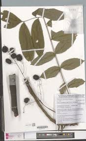 Image result for Pseudospondias microcarpa