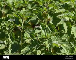 Image result for Urticaceae