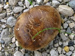 Image result for Scleroderma polyrhizon