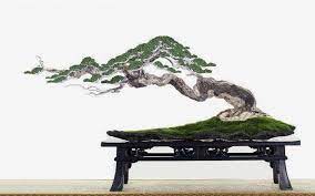 Pin On Bonsai