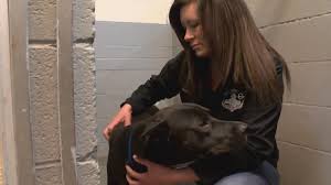 We love being a part of a community that loves pets, and we love caring for them! Valencia County Animal Shelter Needs Donations To Send Animals Out Of State Krqe News 13