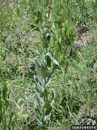 Image result for Turritis glabra