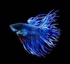 Electronics Cars Fashion Collectibles More Ebay Fish Wallpaper Iphone Betta Fish Types Fish Wallpaper