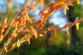 Image result for Sorghastrum stipoides