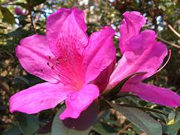 Bright, fresh flowers make a thoughtful gift for any type of occasion. Azaleas Gardening Solutions University Of Florida Institute Of Food And Agricultural Sciences