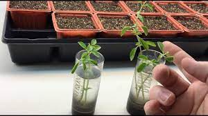 Oregano is a plant that loves sunshine and soil that drains well, so you should choose a planting location that has these two features. How To Grow Oregano The Easy Guide To Plant Grow Harvest Oregano