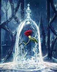 In this video i show you how to make your very own enchanted rose, inspired by beauty and the beast. Amazon Com Abeuty Diy Paint By Numbers For Adults Beginner Roses In Glass Dome Beauty And The Beast Enchanted Rose 16x20 Inches Number Painting Anti Stress Toys No Frame