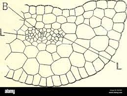 page 2 citer high resolution stock photography and images alamy coloriage de champignon elfe