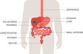 Bowel Management After Spinal Cord Injury