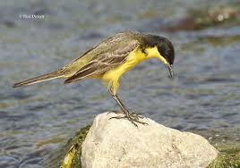 We have everything you are looking for! Western Yellow Wagtail Motacilla Flava Jungledragon