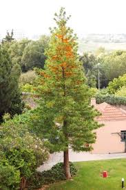 Australian native plants, located in ventura, ca, is a leader in ornamental trees and shrubs for mediterranean gardens. Grevillea Robusta Silky Oak 13 Pot Hello Hello Plants Garden Supplies