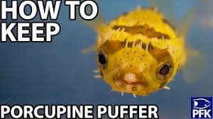 How To Keep Porcupine Puffer Diodon Holocanthus Youtube