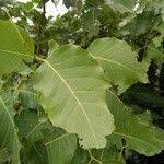 Image result for Isoberlinia