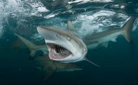 So, just how much of a threat are bull. The Sublime Otherness Of Sharks The Atlantic