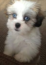 Baby Maltese Shih Tzu Black And White Female Shih Tzu Puppy Shih Tzu Puppy Shih Tzu Puppies