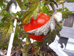 With nitrogen deficiency, the bottom leaves turn first and the problem continues upward toward the head. Why Are My Tomato Leaves Turning Purple Metaphorical Platypus